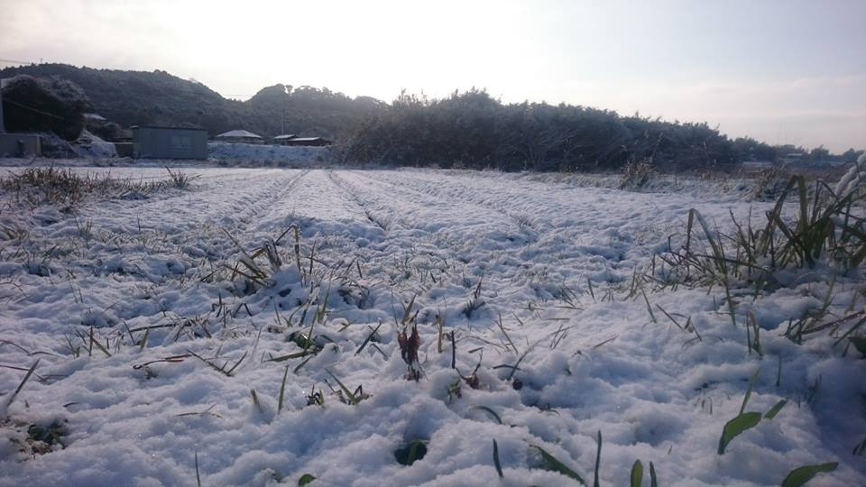 福岡積雪